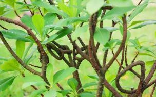 先开花后长叶是什么花 先开花后长叶是什么花