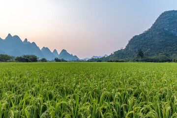 江南百景图桃花坞唐伯虎的树怎么长大 江南百景图桃花村攻略